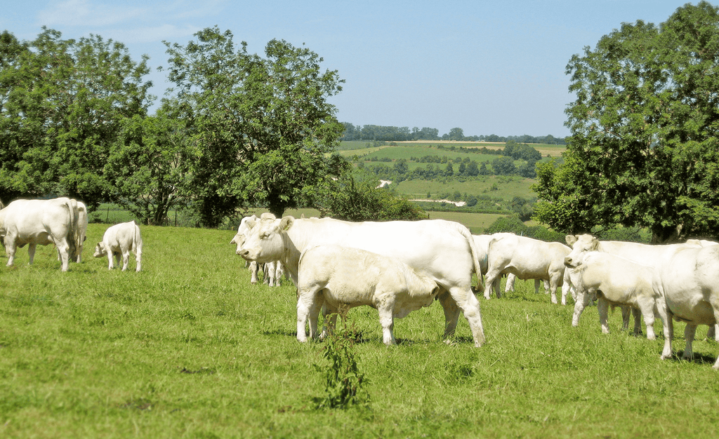 Gourmet naturel Rindfleisch, Jungbullen auf der Weide 